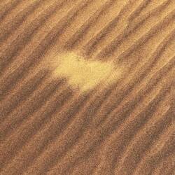 Tunneleingang einer Wüstenspinne