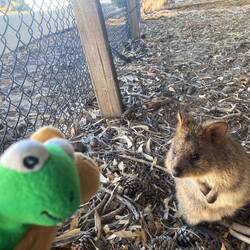 "Wer seid ihr denn?", fragt sich das Quokka.