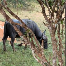 Water buffalo