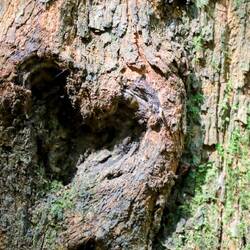 Ein 💚 für Tasmanien