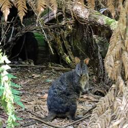 Sehen unschuldig aus, sind es aber nicht!