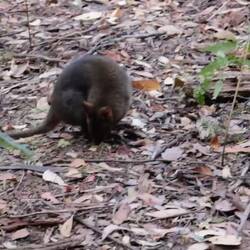 Hier eines der netteren Exemplare.