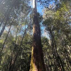 Bis zu 100 Meter hoch und 500 Jahre alt.😯