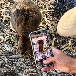 Endlich ein Quokka nur für uns....😜