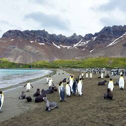 King penguins and fur seals in scenic Right Whale Bay — SGI.