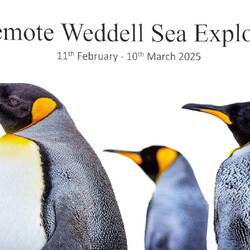 Recap slide with king penguins from today's landing at Right Whale Bay, SGI.