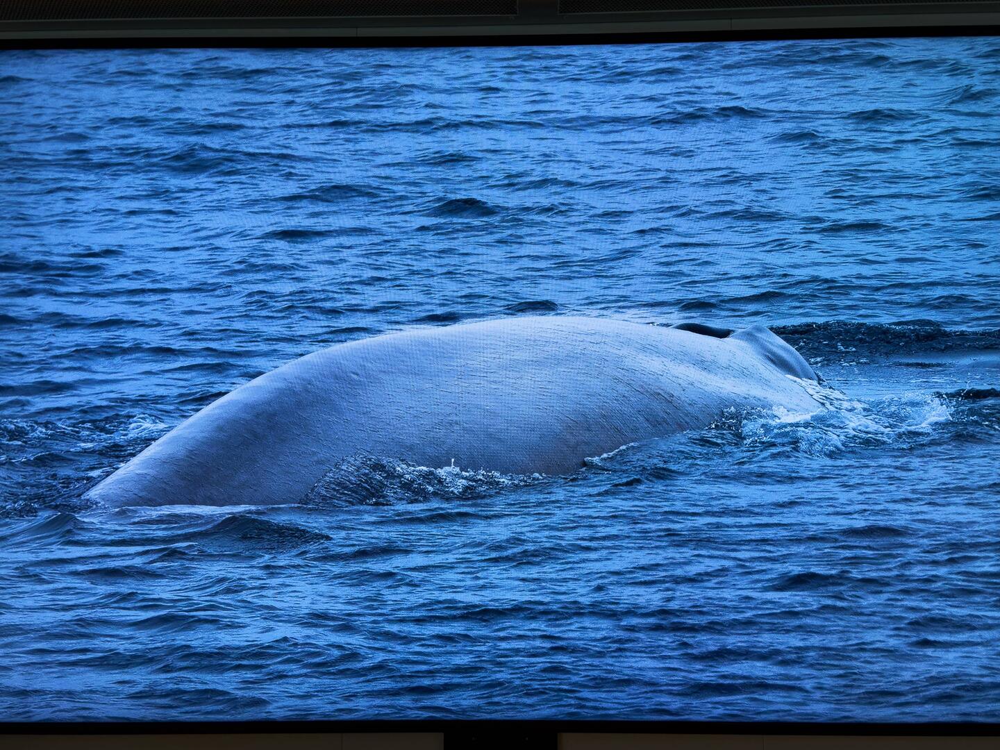Southern blue whale ... the world's largest mammal ... ever — SGI.