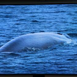 Southern blue whale ... the world's largest mammal ... ever — SGI.
