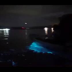 Biolumineszenz