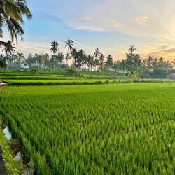 Rice terrace outside Hati Suci