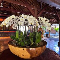 Such beautiful orchids all over the resort.