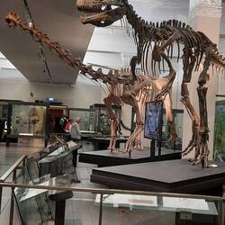 Le muséum d'Auckland