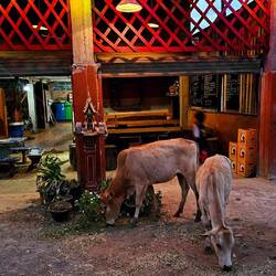 Kühe überall. Vorsicht, Kake Alarm auf der Straße.
