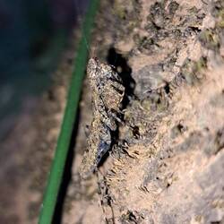 Wer entdeckt die Krabbeltierchen? ^^ Diese Gottesanbeterin war superflink!