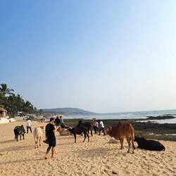 Die allgegenwärtigen Kühe gehören natürlich auch zum Strandbild dazu.
