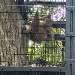 Sloth and baby