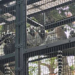 Ring Tailed Lemur
