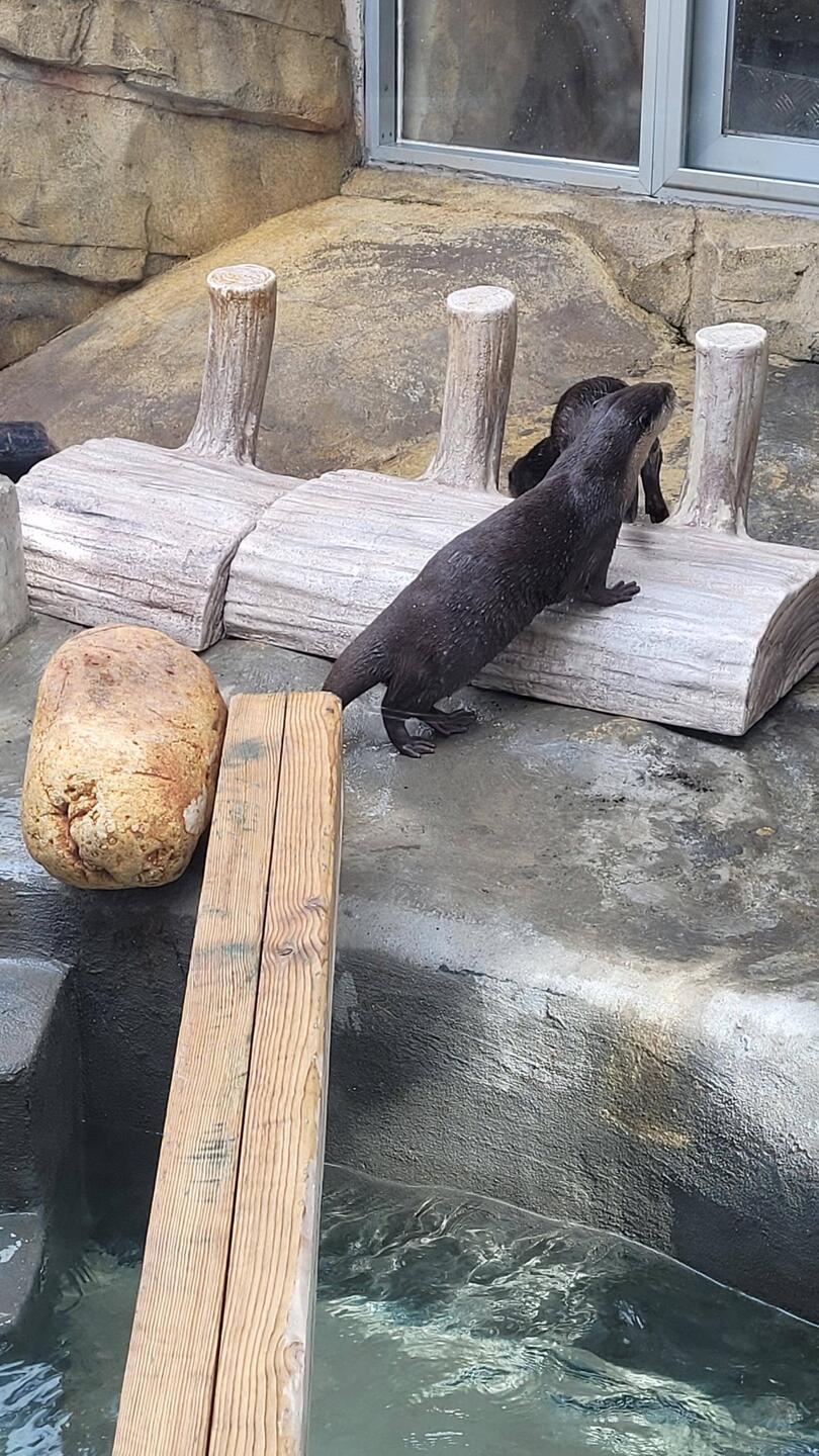 Otters at HK Zoological Gardens