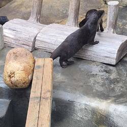 Otters at HK Zoological Gardens