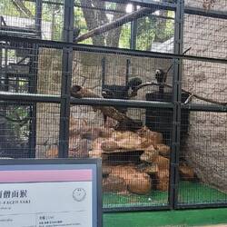 White Faced Saki