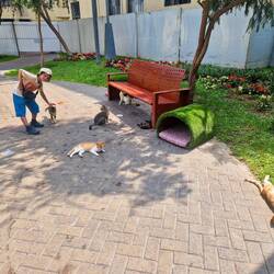 ... et encore des chats...🐈‍⬛ 🐈