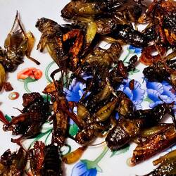 Proteinreiche frittierte Nachspeise.