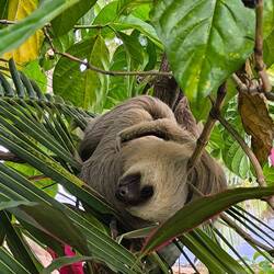 Da fahren wir extra in einen Park, um Faultiere zu sehen