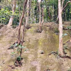 Warum der Chinese die Bäume einmauert, weiß ich nicht…