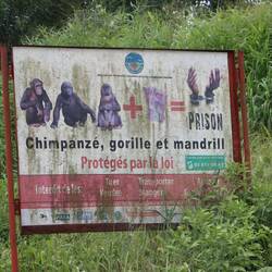 ...wo der Handel oder das Essen von Affen glücklicherweise streng verboten ist!