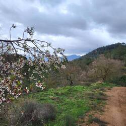 Die Mandelblüte ist fast vorbei.