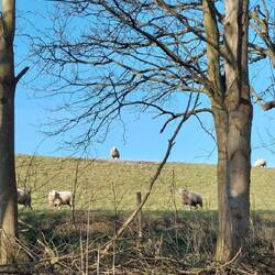 ...und das sind die Sündenböcke!☝️