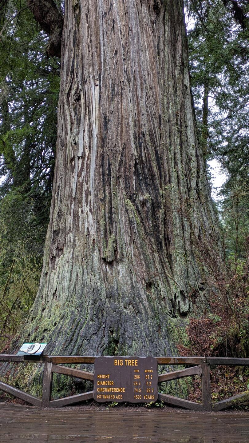 The Big Tree