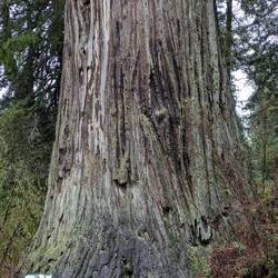 The Big Tree