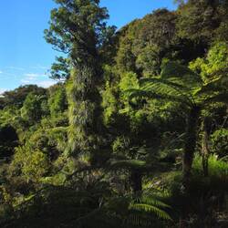 Les forêts sont luxuriantes!