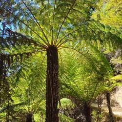 Silver ferns, emblème de la Nouvelle Zélande et des All Blacks