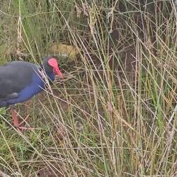 Pukeko ou Talève sultane