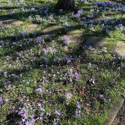 Signs of spring 🪻