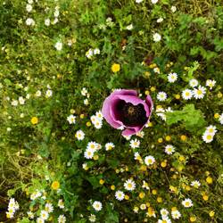 Violetter Klatschmohn?!