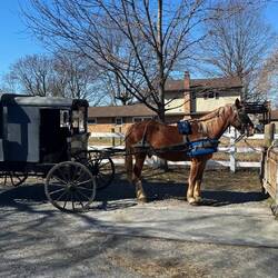 Our buggy