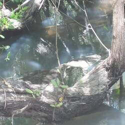 Je n'ai pas pu faire mieux pour avoir une photo correcte du crocodile