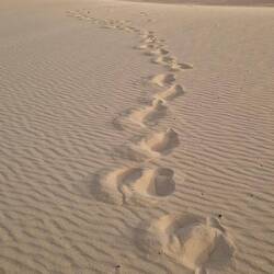 Morgenspaziergang in die Dünen