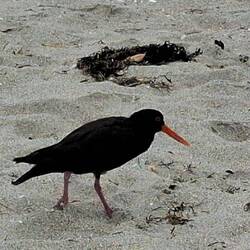 Un huîtrier fuligineux