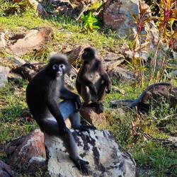Südlicher Brillenlangur