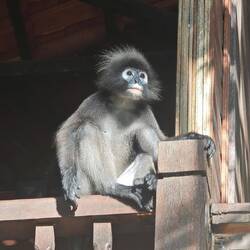 Südlicher Brillenlangur