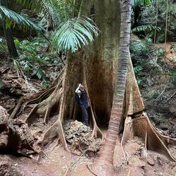 Big Tree uf em Weg 🌴