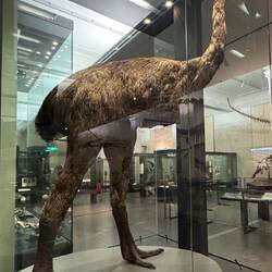 The Moa