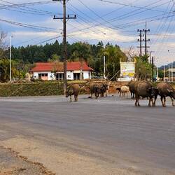 Immer schön blinken beim Abbiegen.