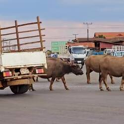 Ja genau. Warten bis nix kommt dann queren.