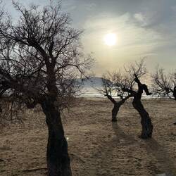früh morgens tanzen die Bäume am Strand