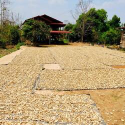 In Scheiben geschnittene Maniokwurzel zum Trocknen